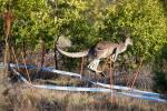 Knguru auf WM-Strecke in Canberra am schnellsten