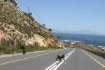 Der sdafrikanische Sommer ruft zur Cape Argus Cycle Tour