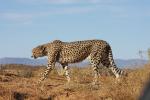 Wildkatze Gepard