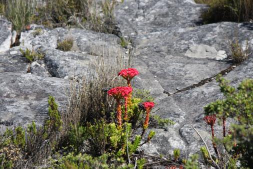 Blumenpracht auf der Kap Halbinsel