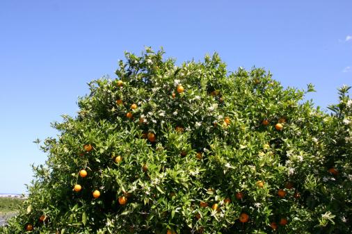 Herrliche Orangenpracht an den Bumen der Costa Blanca