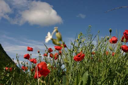 Vorbei an der blhenden Blumenpracht