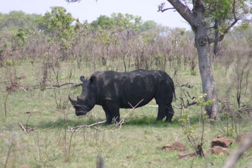Nashorn im Krger Park