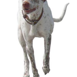  Sachseln OW: freilaufender Hund springt Velofahrerin vors Rad (Bild: Archivbild; Polizeimeldng: Kantonspolizei Obwalden) 